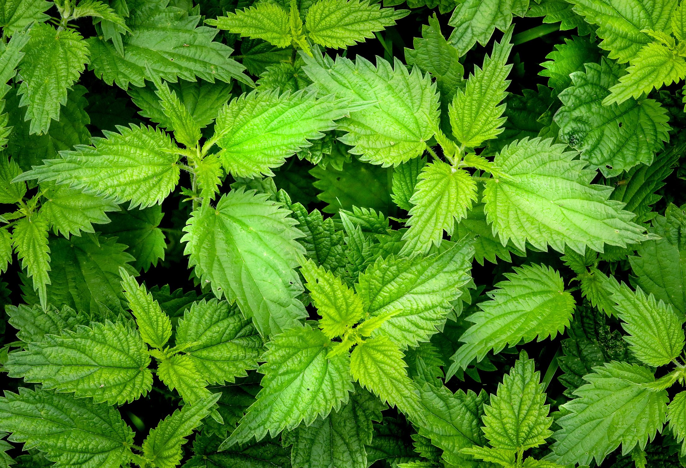 Green Leaves Background